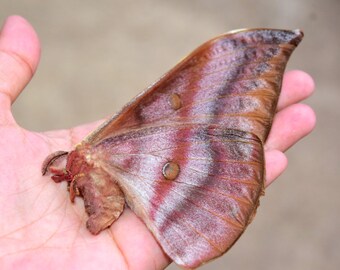 Unspread moth, real moth, insect specimen, beautiful insects, real insect, big moth, saturniidae moth, big moth, big butterfly