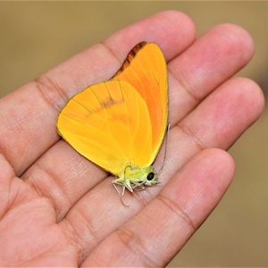 Appias nero, insect specimen, beautiful insects, real insect, unspread butterfly, real butterfly