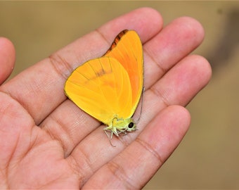 Appias nero, insect specimen, beautiful insects, real insect, unspread butterfly, real butterfly