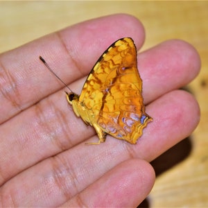 symbrenthia lilaea male, insect specimen, beautiful insects, real insect, unspread butterfly, real butterfly