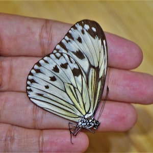 Ideopsis gaura canlaonii female, insect specimen, beautiful insects, real insect, unspread butterfly, real butterfly