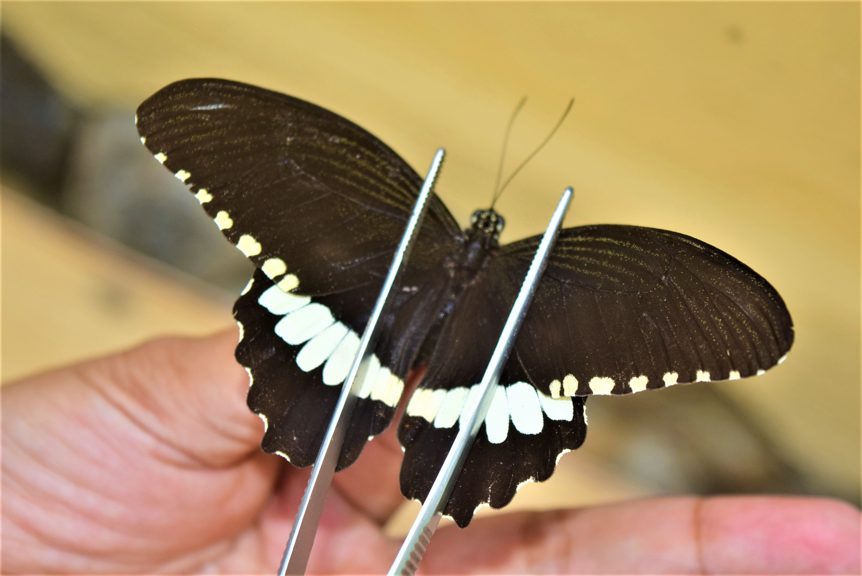 Papilio Alphenor Male, Insect Specimen, Beautiful Insects, Real Insect ...
