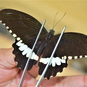papilio alphenor male, insect specimen, beautiful insects, real insect, unspread butterfly,