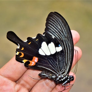 Papilio helenus, insect specimen, beautiful insects, real insect, unspread butterfly, big butterfly