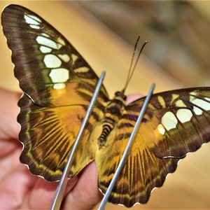 Parthenos sylvia, brown butterfly sp, insect specimen, beautiful insects, real insect, unspread butterfly