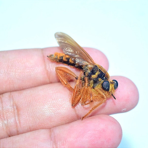 unspread robber fly, asilidae sp, dried insects, real insect, beautiful insects, taxidermy,