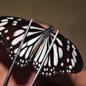 Danaus melanippus, insect specimen, beautiful insects, real insect, unspread butterfly, real butterfly