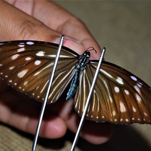 Euploea mulciber female, insect specimen, beautiful insects, real insect, unspread butterfly, real butterfly