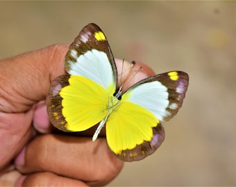 Spread epora boisduvaliana, real butterfly, spread butterfly, mounted insect, beautiful insects, real insect, mounted butterfly,