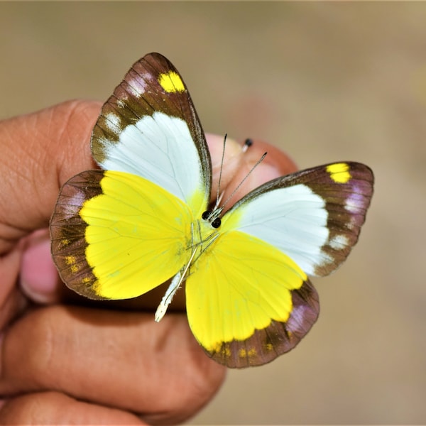 Spread epora boisduvaliana, real butterfly, spread butterfly, mounted insect, beautiful insects, real insect, mounted butterfly,