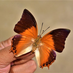 Unspread Charaxes sp, real butterfly, brown butterfly, real insect, beautiful insects, real insect, dried butterfly,