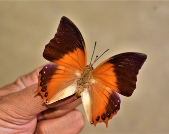 Spread Charaxes sp, real butterfly, spread butterfly, mounted insect, beautiful insects, real insect, mounted butterfly,