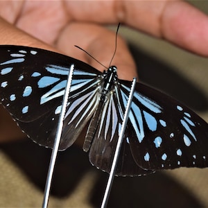 Parantica luzonensis, insect specimen, beautiful insects, real insect, unspread butterfly, real butterfly