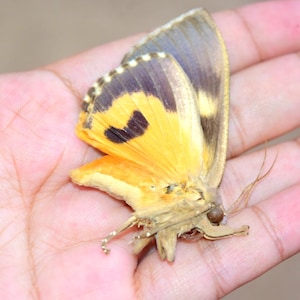 mariposa sp, espécime de inseto, lindos insetos, inseto real, mariposa não espalhada, linda borboleta