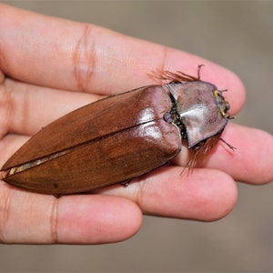 big elateidae sp, big click beetles, dried insects, real insect, beautiful insects, taxidermy, dried beetle image 1