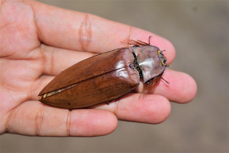 big elateidae sp, big click beetles, dried insects, real insect, beautiful insects, taxidermy, dried beetle image 1