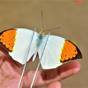 Hebomoia glaucippe, insect specimen, beautiful insects, real insect, unspread butterfly, real butterfly