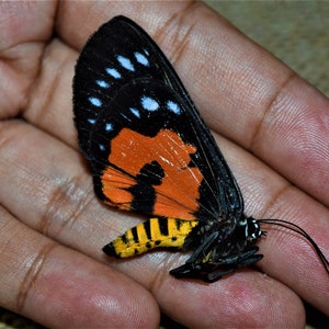 Episteme darocana, real moth, day fly moth, real insect, dried insect, unspread butterfly, real butterfly