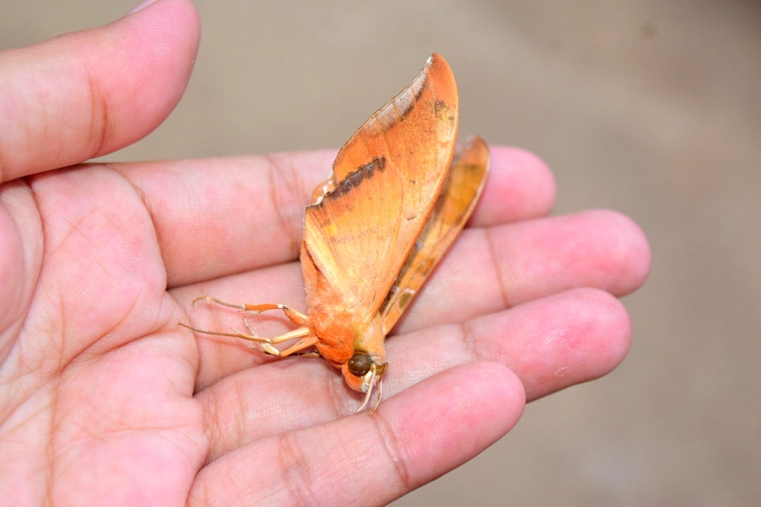 Unspread Sphingidae, Real Moth, Insect Specimen, Beautiful Insects ...