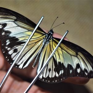 Ideopsis gaura canlaonii male, insect specimen, beautiful insects, real insect, unspread butterfly, real butterfly