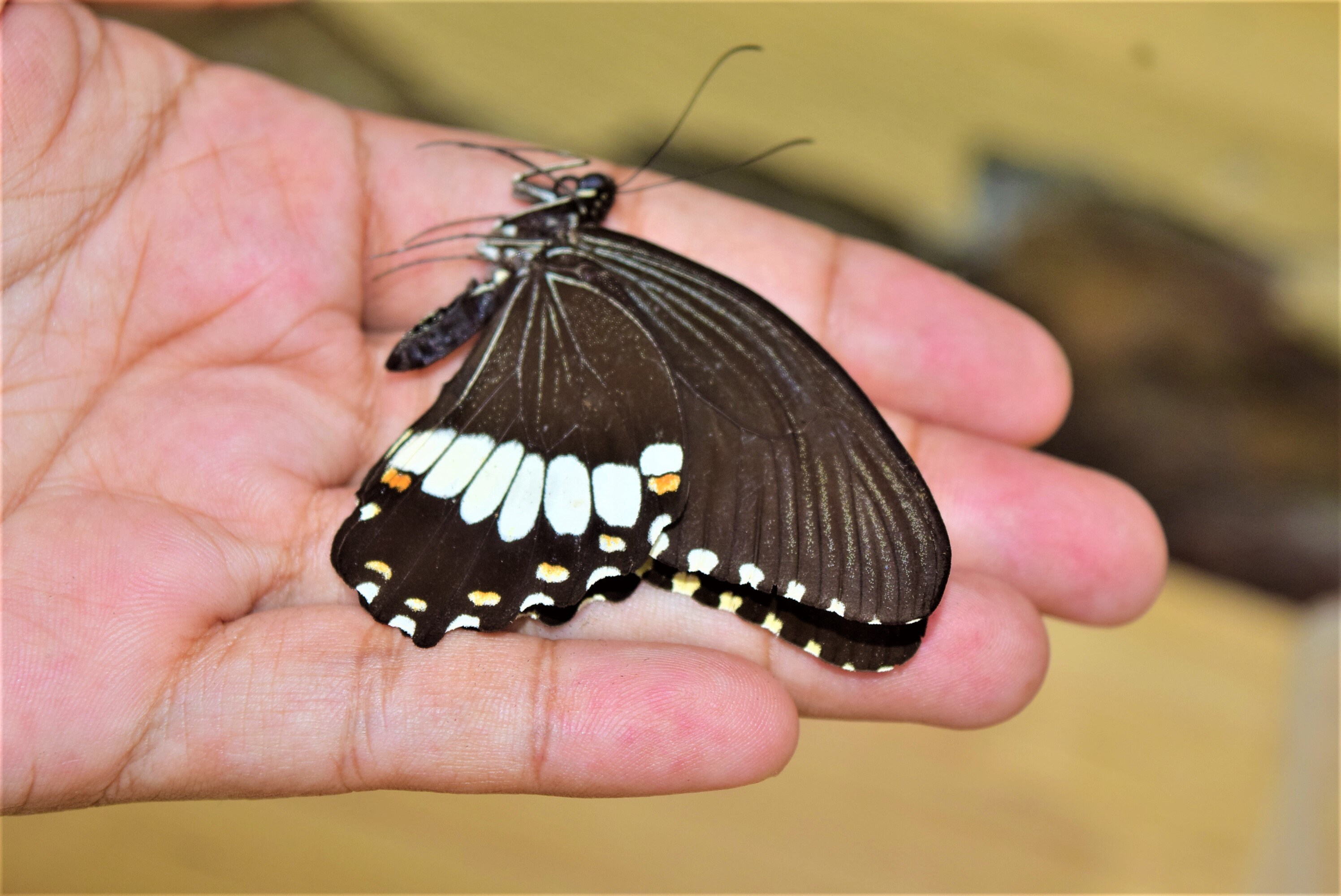 Papilio Alphenor Male, Insect Specimen, Beautiful Insects, Real Insect ...