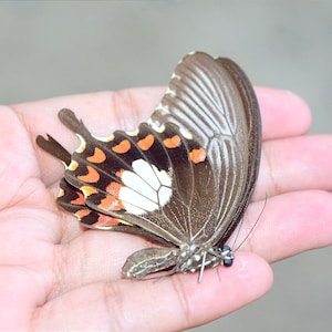 papilio alphenor female, not perfect but presentable, insect specimen, beautiful insects, real insect, unspread butterfly,