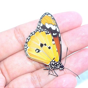 Danaus chrysippus, real butterly, insect specimen, beautiful insects, real insect, unspread butterfly, real butterfly, monarch butterfly