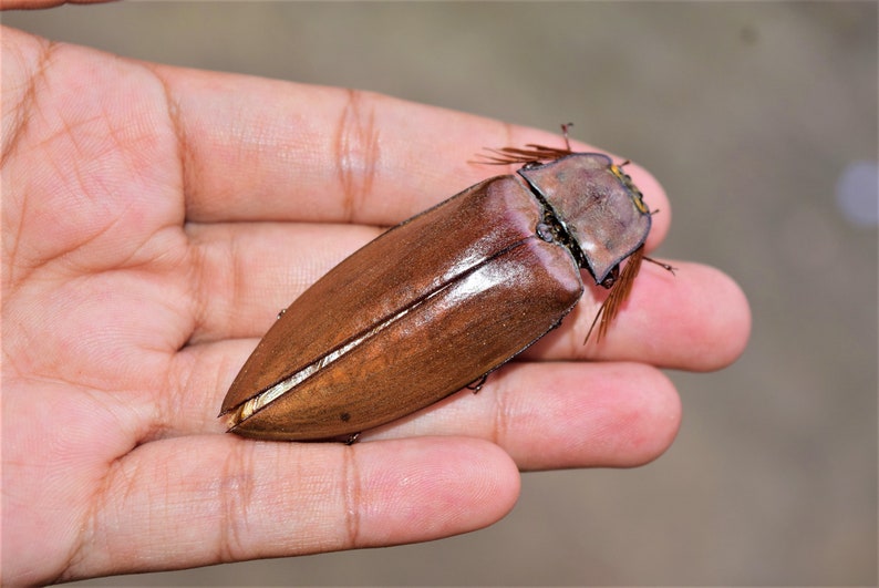 big elateidae sp, big click beetles, dried insects, real insect, beautiful insects, taxidermy, dried beetle image 2