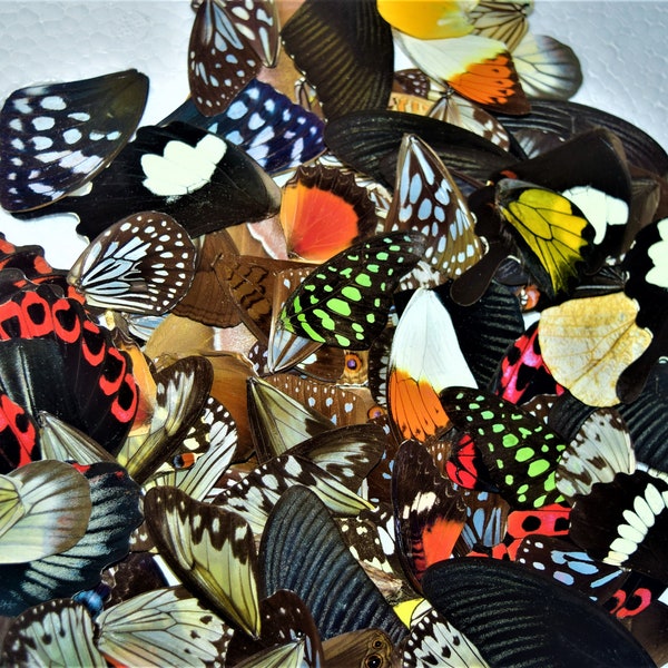 25 pièces. Assortiment de vraies ailes de papillon, vraies ailes de papillon, ailes de papillon, mélange d'ailes de papillon, belles ailes de papillon, papillon lâche