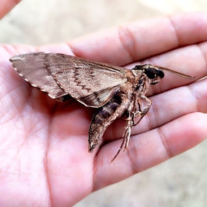 Unspread Sphingidae, Big Real Moth, Insect Specimen, Beautiful Insects ...