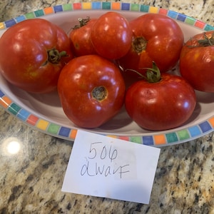 506 Dwarf Tomato