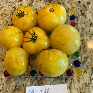 Orange Cream Dwarf Tomato