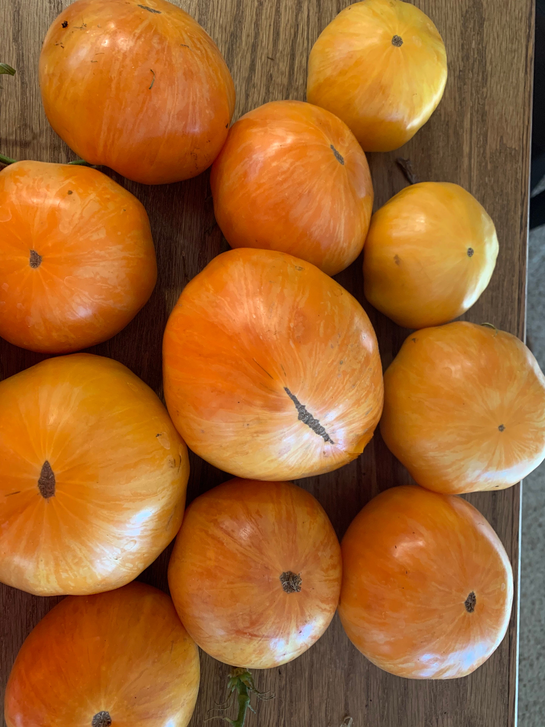 Orange Jazz Tomato - Etsy