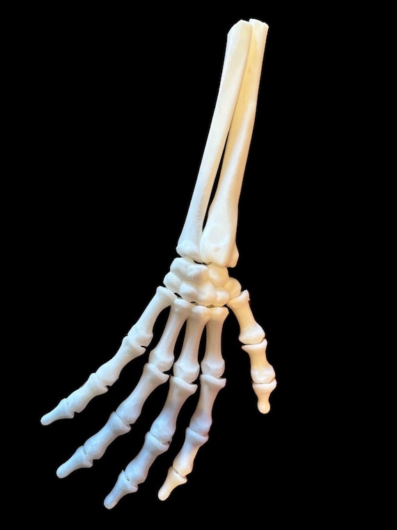 Articulated Skeleton Hand Etsy