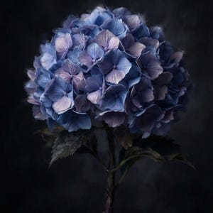 以下が含まれることがあります： 深い青、紫、淡いラベンダーの色合いの花びらの房が特徴の単一のアジサイの花。花は細い濃い茶色の茎に支えられており、花の付け根近くにいくつかの濃い緑色の葉が付いています。