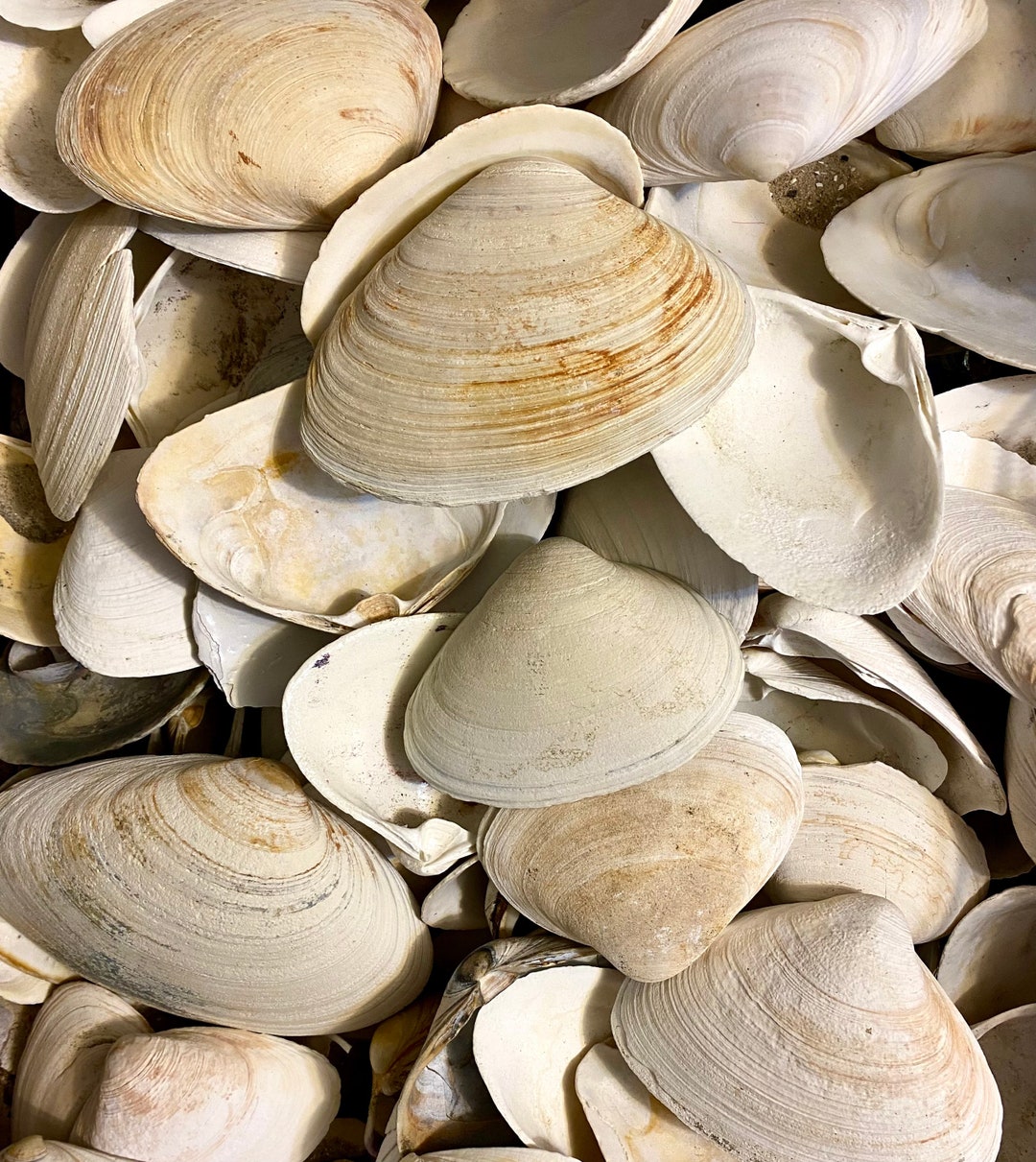 Decoupage Clam Shells Atlantic Surf Sea Clams Various Sizes Etsy