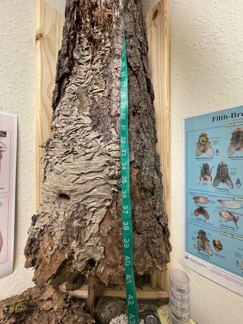 Large Yellow Jacket Nest in Pine Stump Etsy