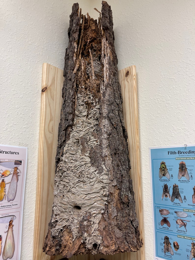 Large Yellow Jacket Nest in Pine Stump Etsy