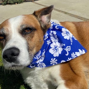 Hawaiian Dog Bandana