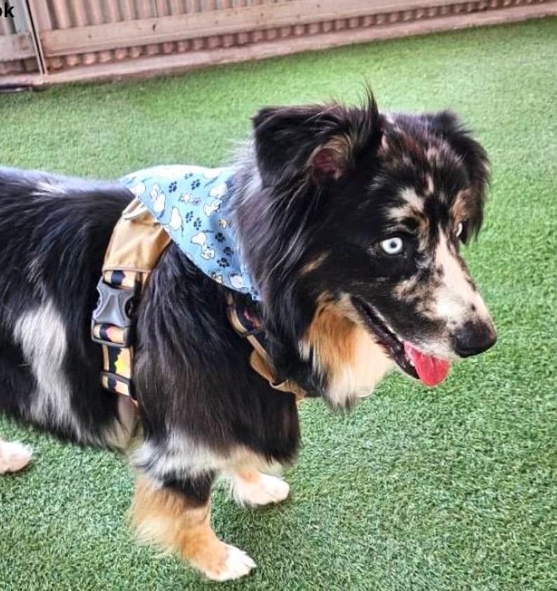 This is a popular Snoopy bandana. It has a blue background has little Snoopy’s scattered on it. The bandana is washable and reversible and slides on over your pet’s collar.