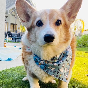 This is a popular Snoopy bandana. It has a blue background has little Snoopy’s scattered on it. The bandana is washable and reversible and slides on over your pet’s collar.