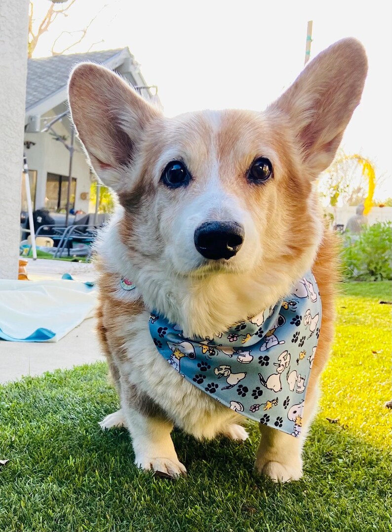 This is a popular Snoopy bandana. It has a blue background has little Snoopy’s scattered on it. The bandana is washable and reversible and slides on over your pet’s collar.