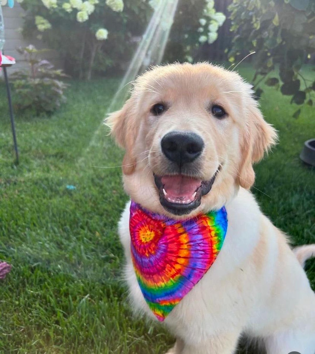 tie dye bandana for dogs