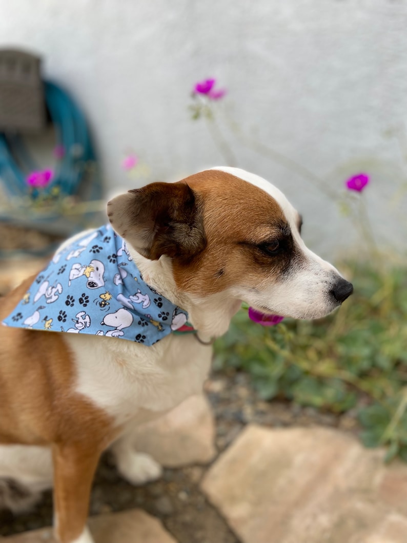 This is a popular Snoopy bandana. It has a blue background has little Snoopy’s scattered on it. The bandana is washable and reversible and slides on over your pet’s collar.