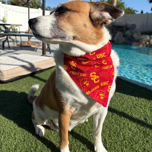 May include: A dog wearing a red and gold bandana with the text "FIGHT ON!" and "USC". The dog has brown and white fur and is sitting on green grass. The bandana features the USC Trojans logo.