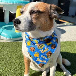 Pañuelo para perros de la UCLA