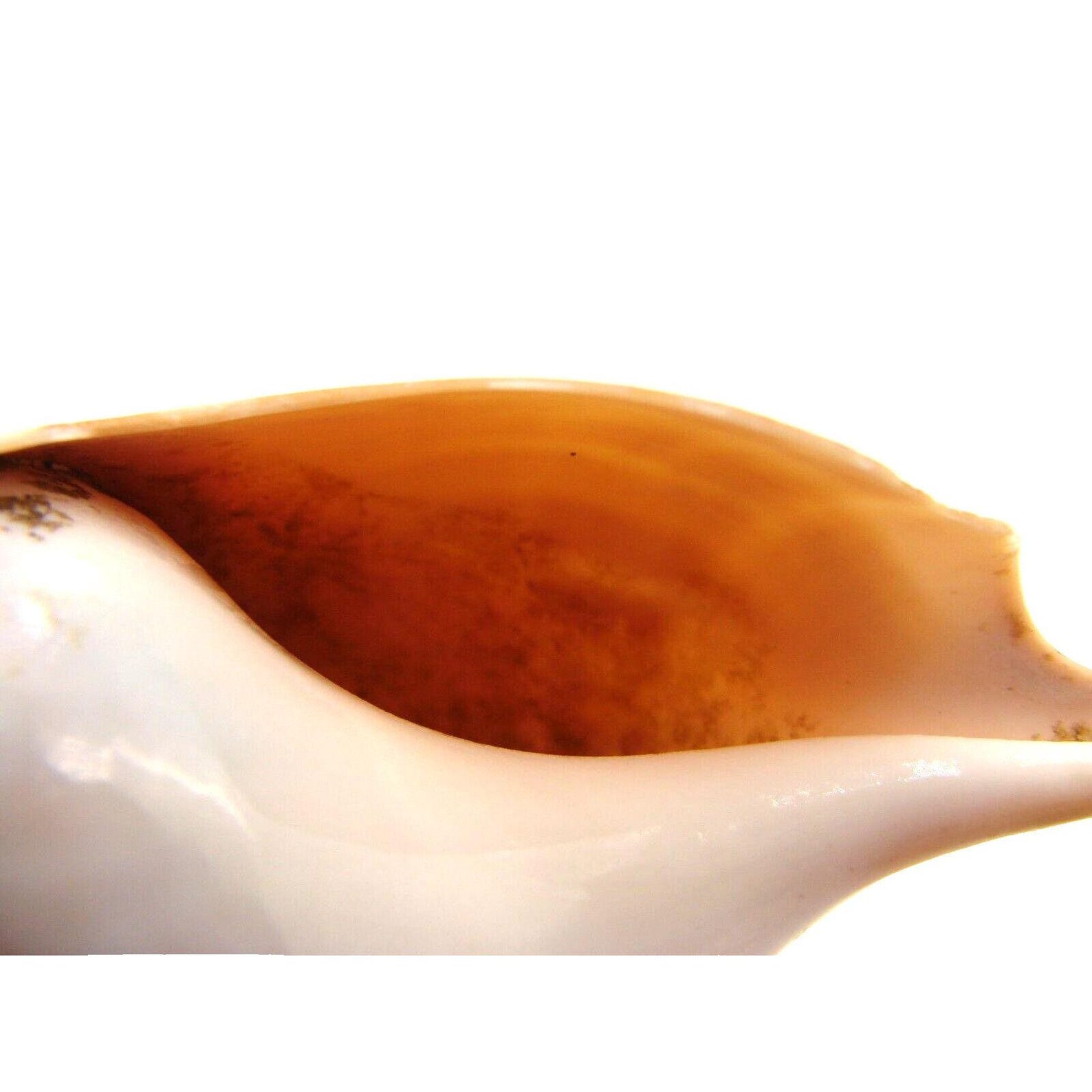 Spiral Turrid Natural Seashell 4