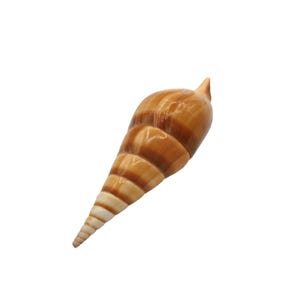 May include: A brown and white seashell with a pointed tip. The shell has a spiral pattern and is about 5 inches long.