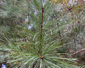 Agujas orgánicas de pino blanco