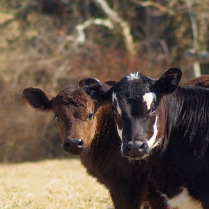 Calves, Calf, Cow, Baby Calf, Farm Life Pictures, Farmhouse Wall Art, Western Decor, Photography Print or Canvas